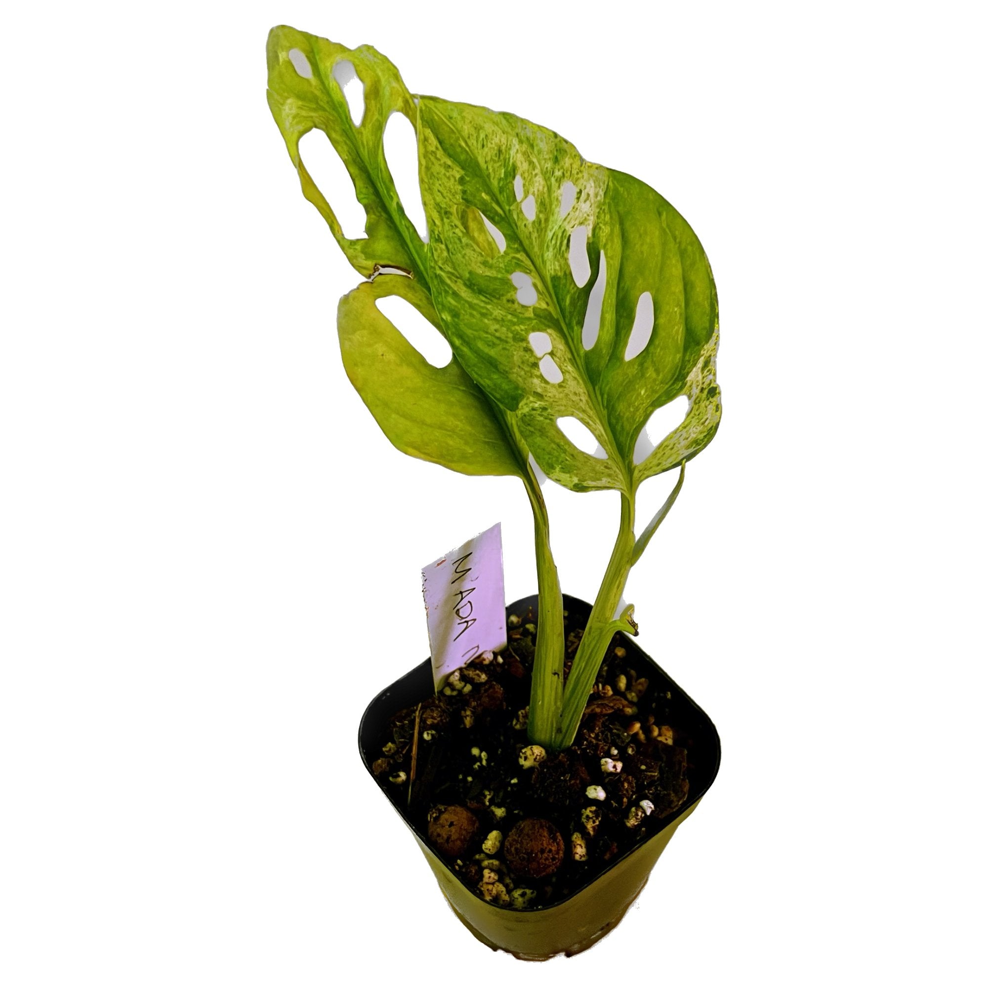 Monstera Adansonii Mint in 2" pot