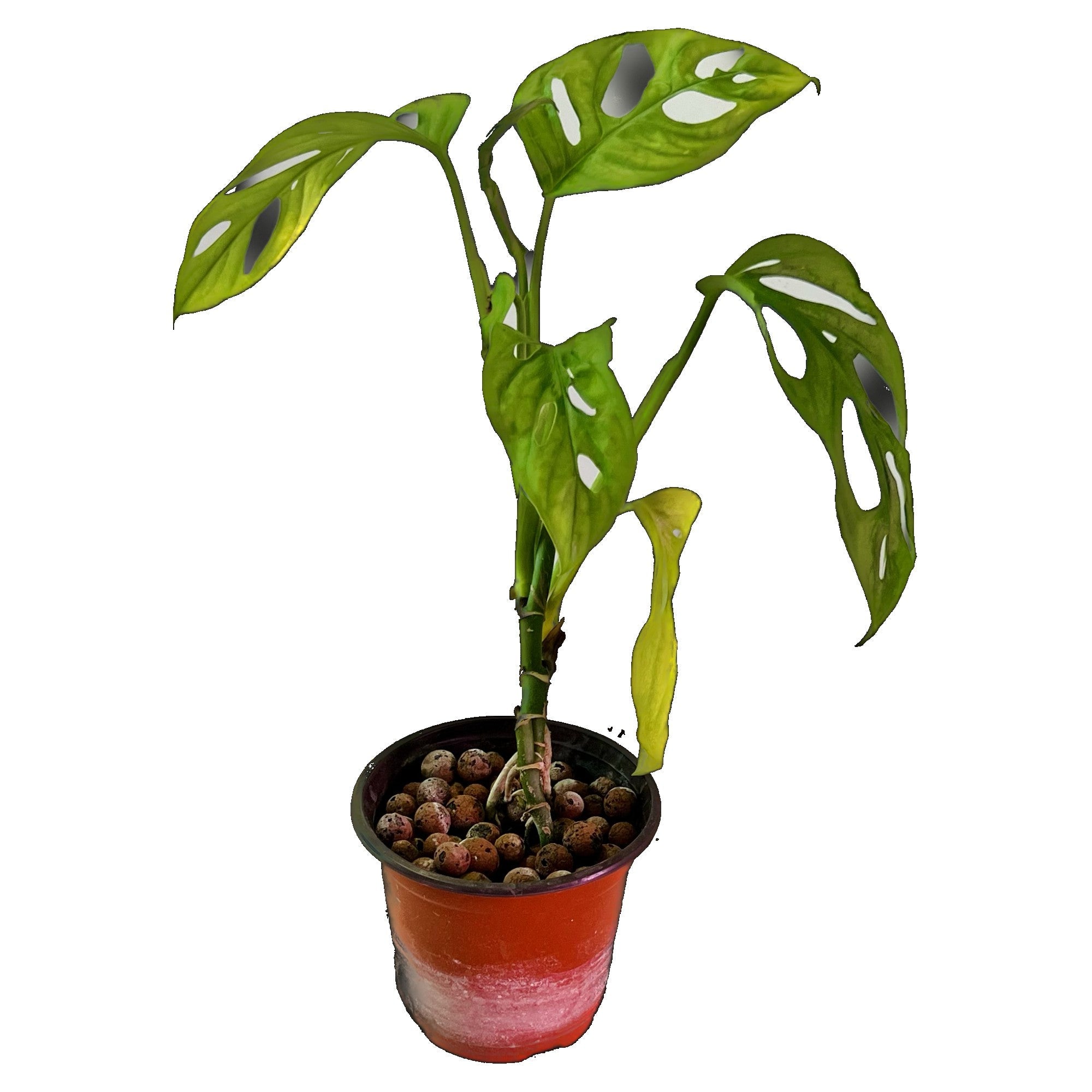 Monstera Adansonii in 4" pot