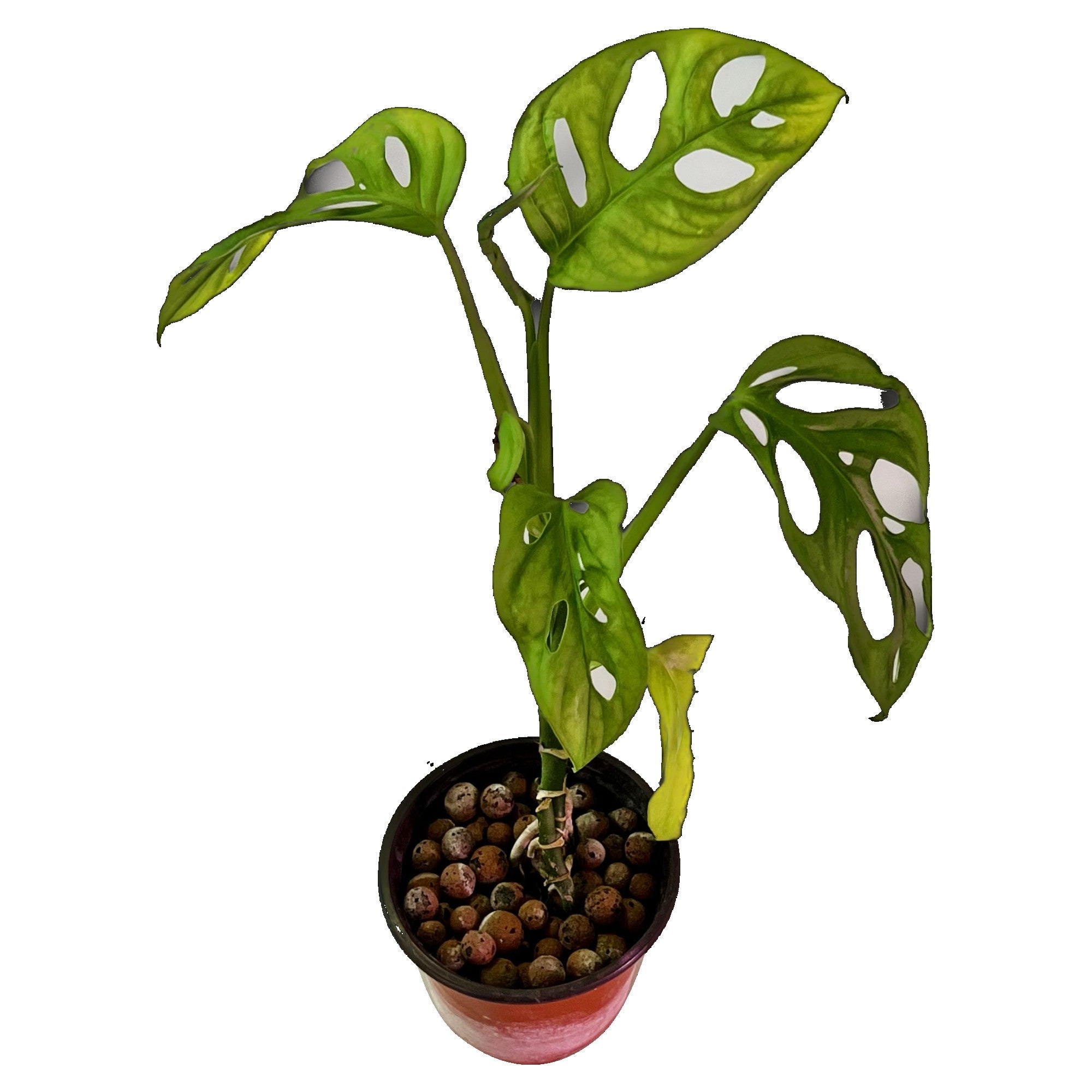 Monstera Adansonii in 4" pot