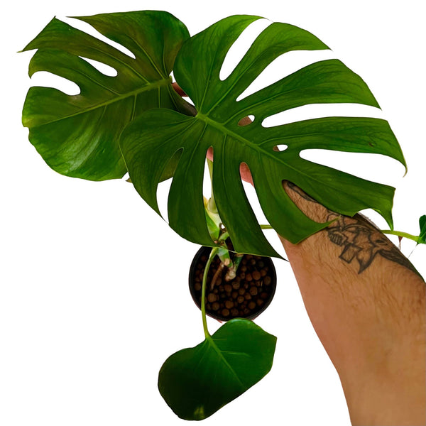 Monstera Deliciosa - Mediana Monstera Deliciosa - Mediana