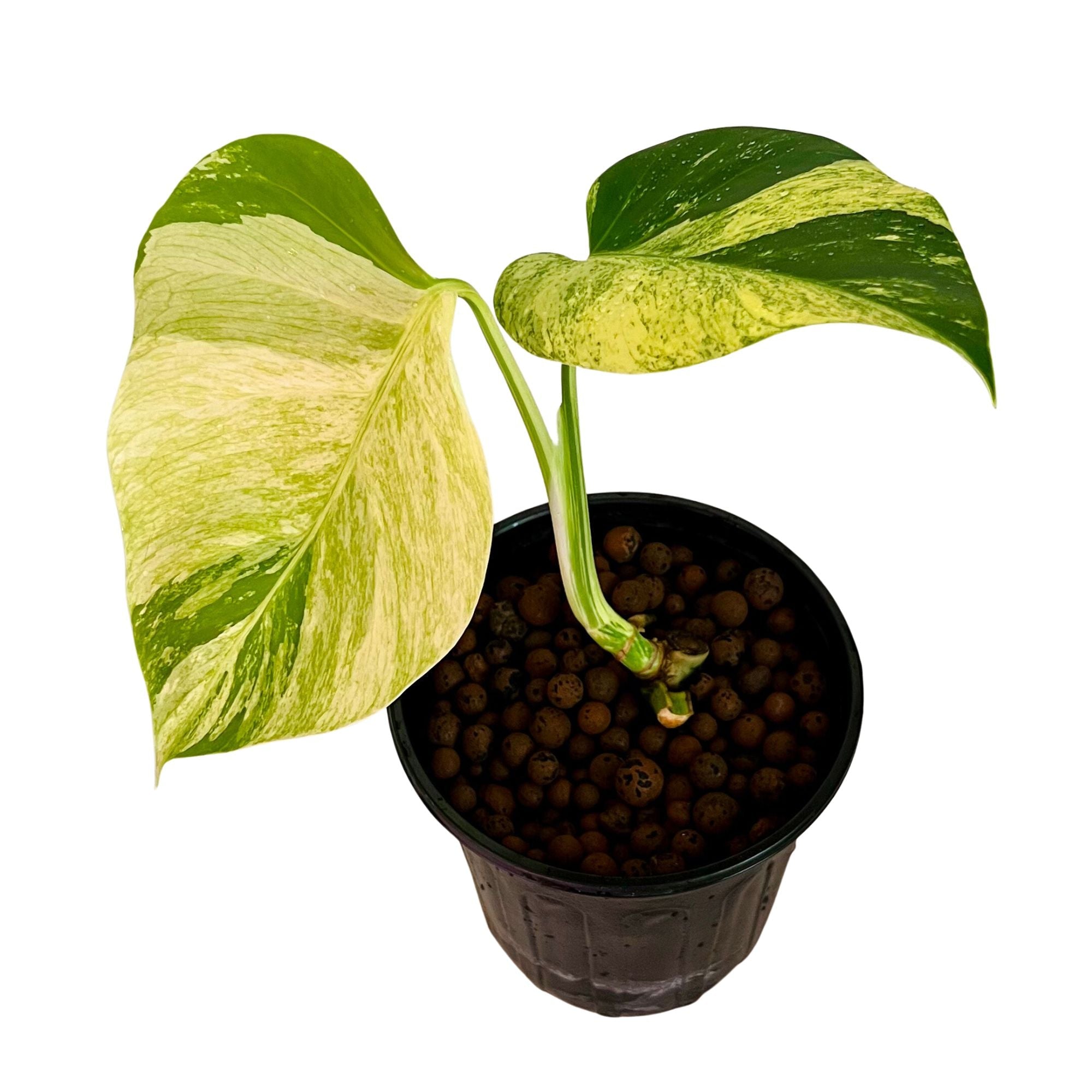 Monstera Deliciosa Mint in 1/2 Gallon pot