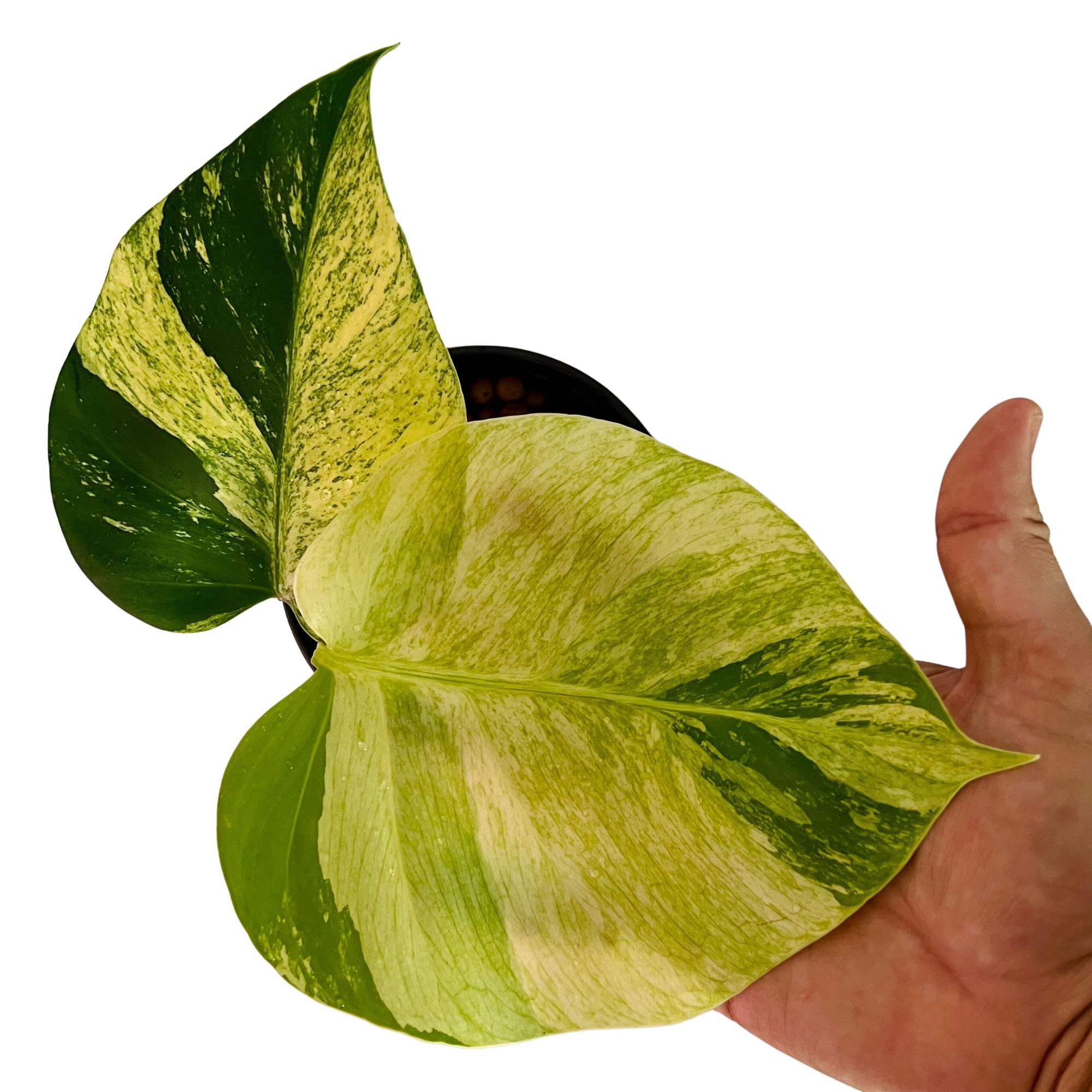 Monstera Deliciosa Mint in 1/2 Gallon pot