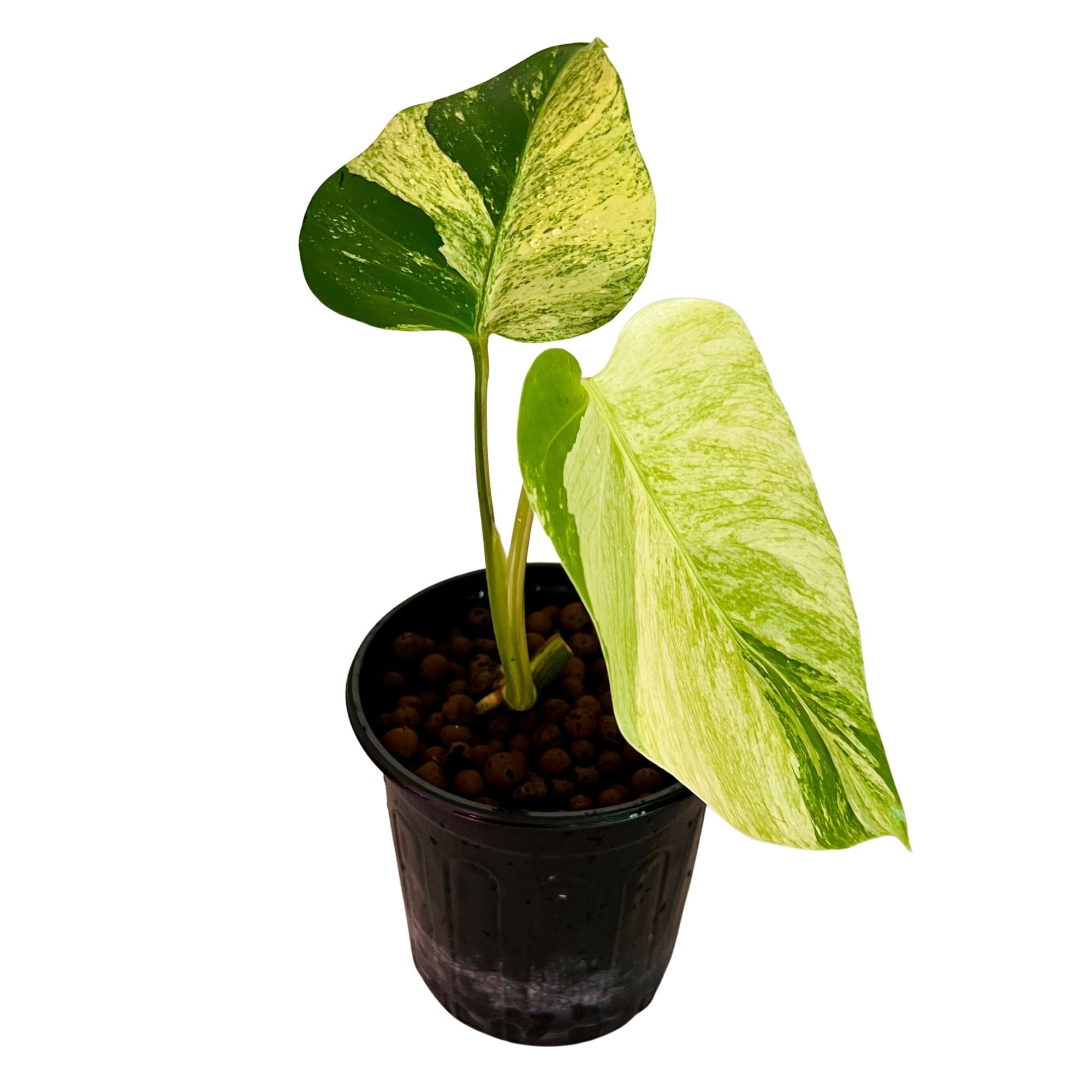 Monstera Deliciosa Mint in 1/2 Gallon pot