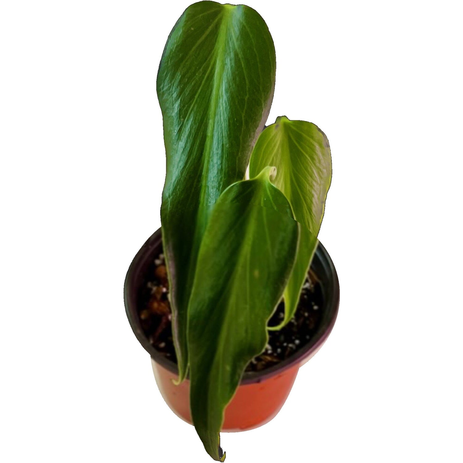 Monstera Dilacerata Burle Marx Flame in 6" pot