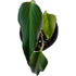 Monstera Dilacerata Burle Marx Flame in 6" pot