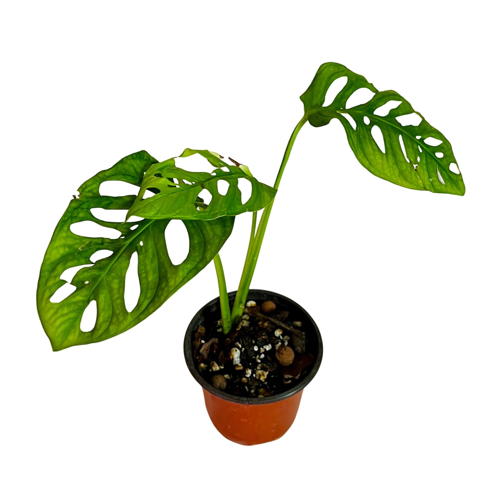 Monstera Lechleriana in 4" pot