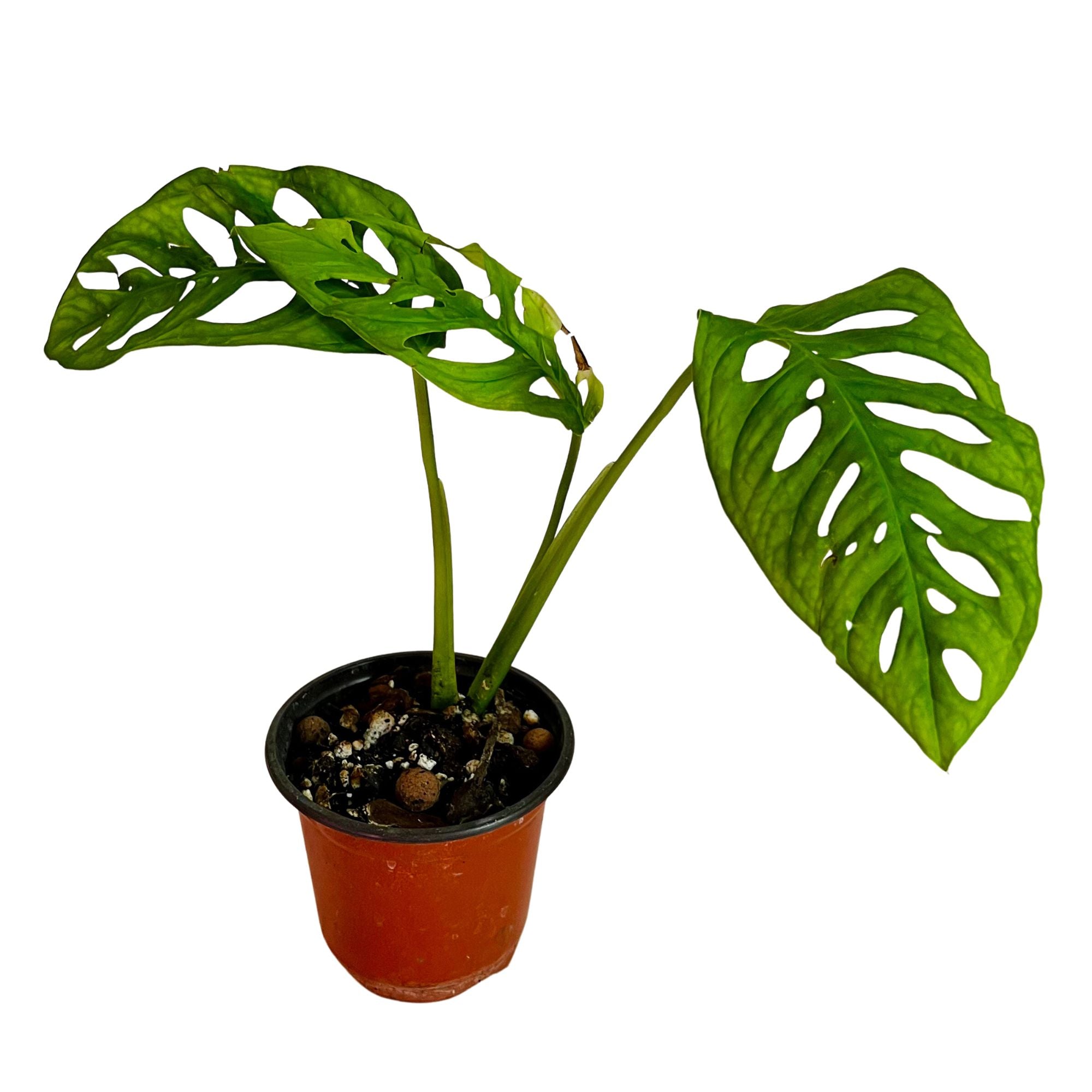Monstera Lechleriana in 4" pot