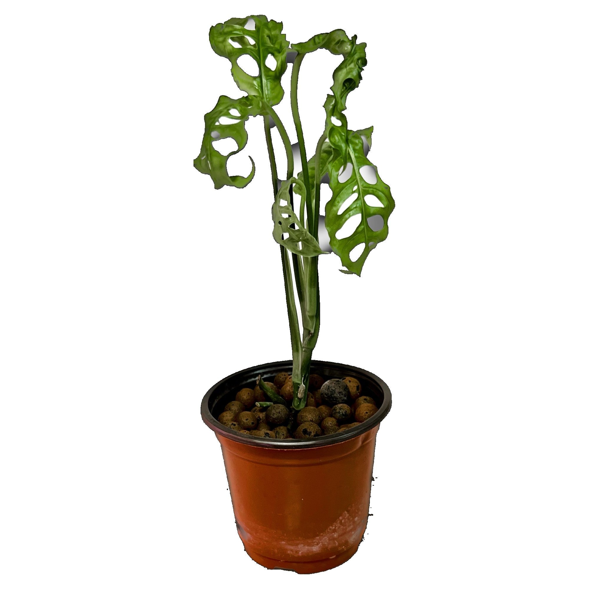 Monstera Obliqua Peru in 4" pot