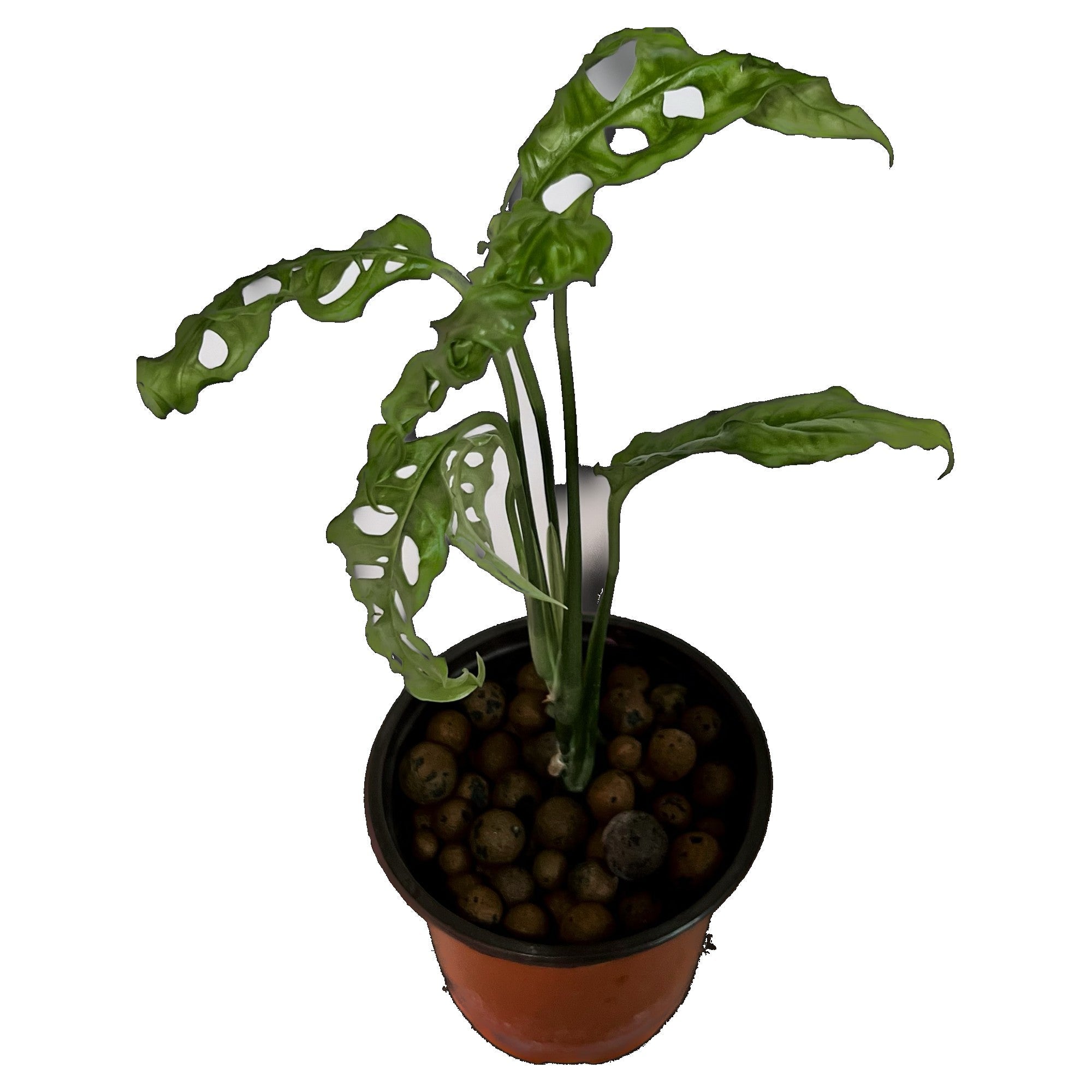 Monstera Obliqua Peru in 4" pot