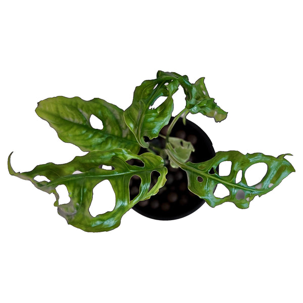 Monstera Obliqua Perú - Pequeña Monstera Obliqua Perú - Pequeña