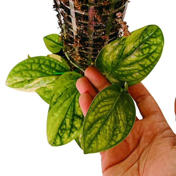 Monstera Peru Karstenianum Variegated - Large with Moss Pole Monstera Peru Karstenianum Variegated - Large with Moss Pole