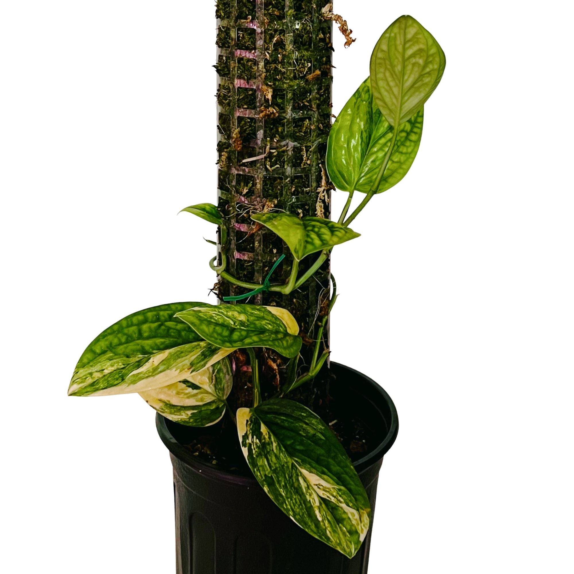 Monstera Peru Karstenianum Variegated in 1/2 Gallon pot with Moss Pole