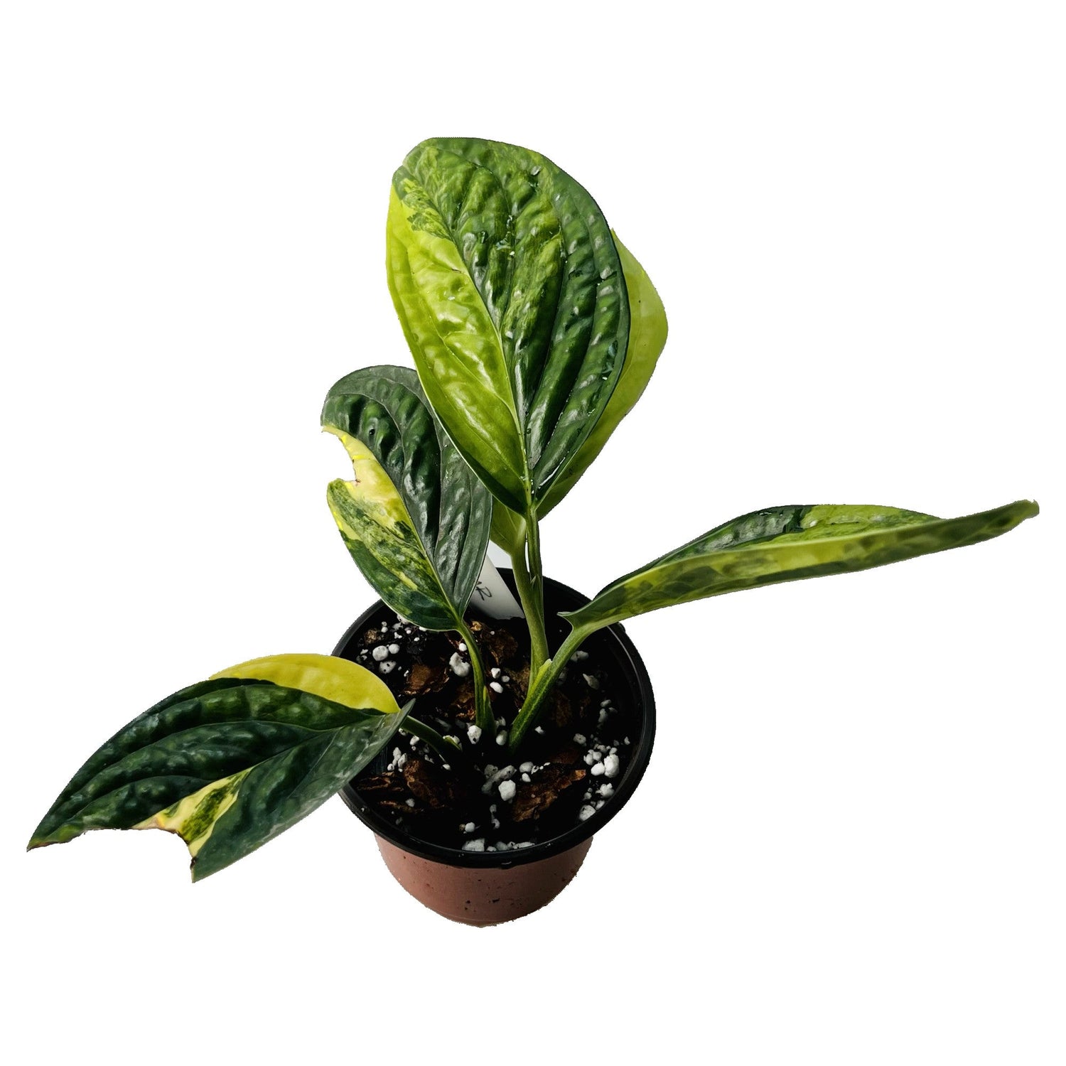 Monstera Peru Karstenianum Variegated in 4" pot