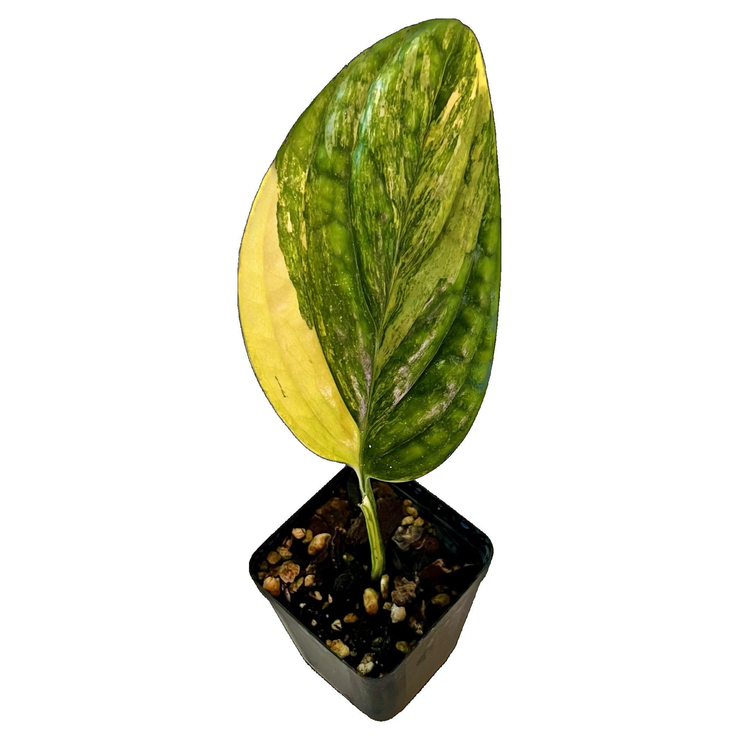 Monstera Peru Karstenianum Variegated in 2" pot
