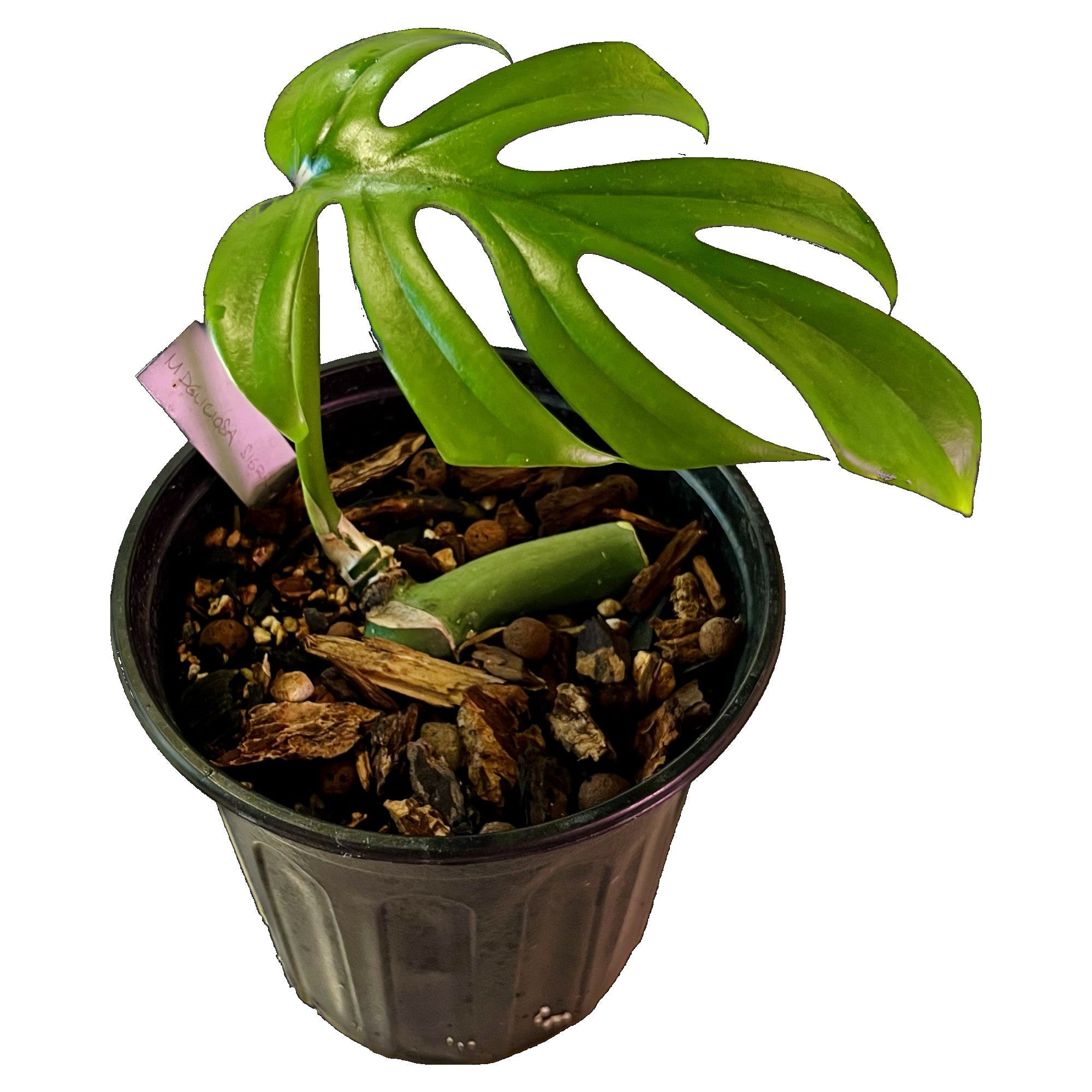 Monstera Sierrana in 1/2 Gallon pot