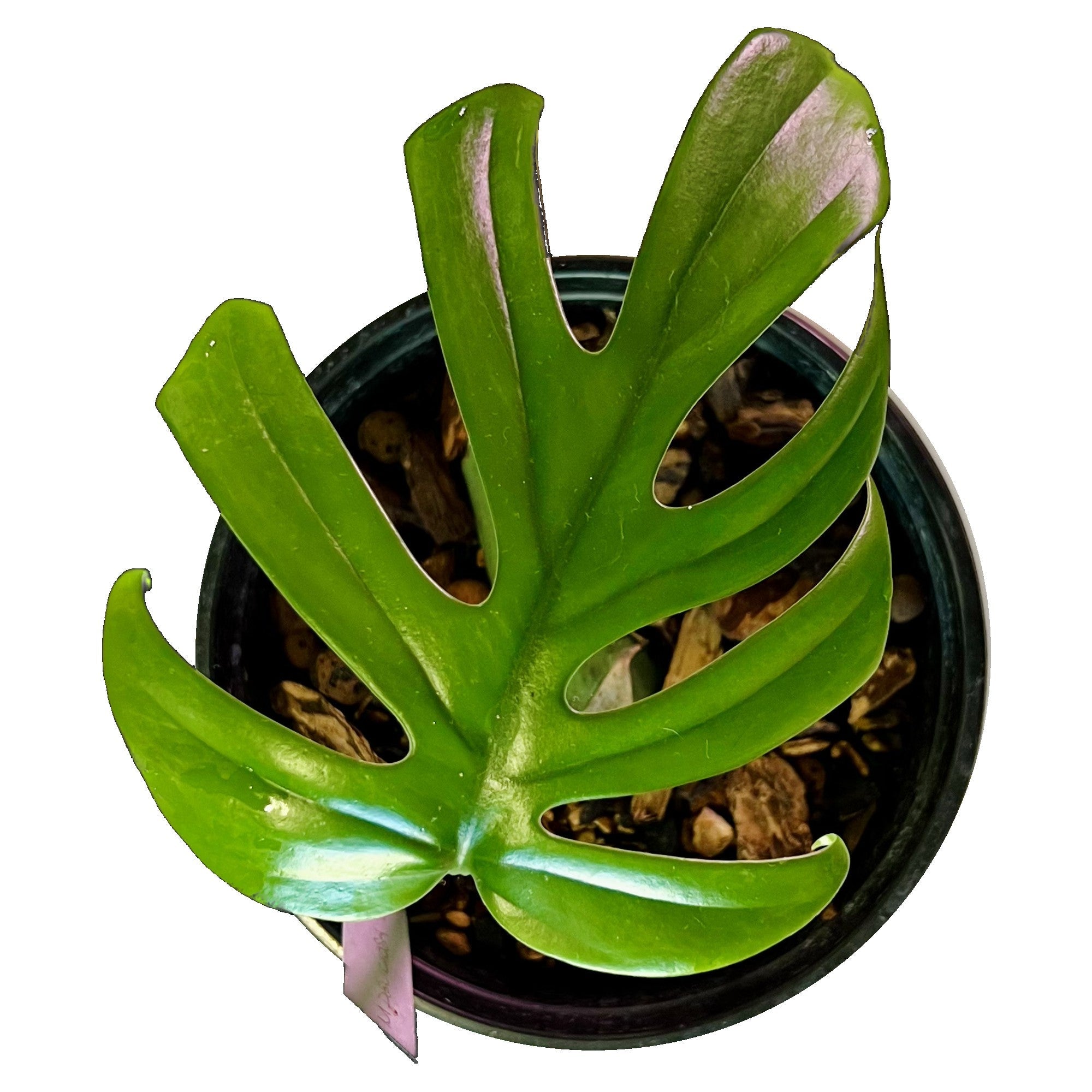 Monstera Sierrana in 1/2 Gallon pot