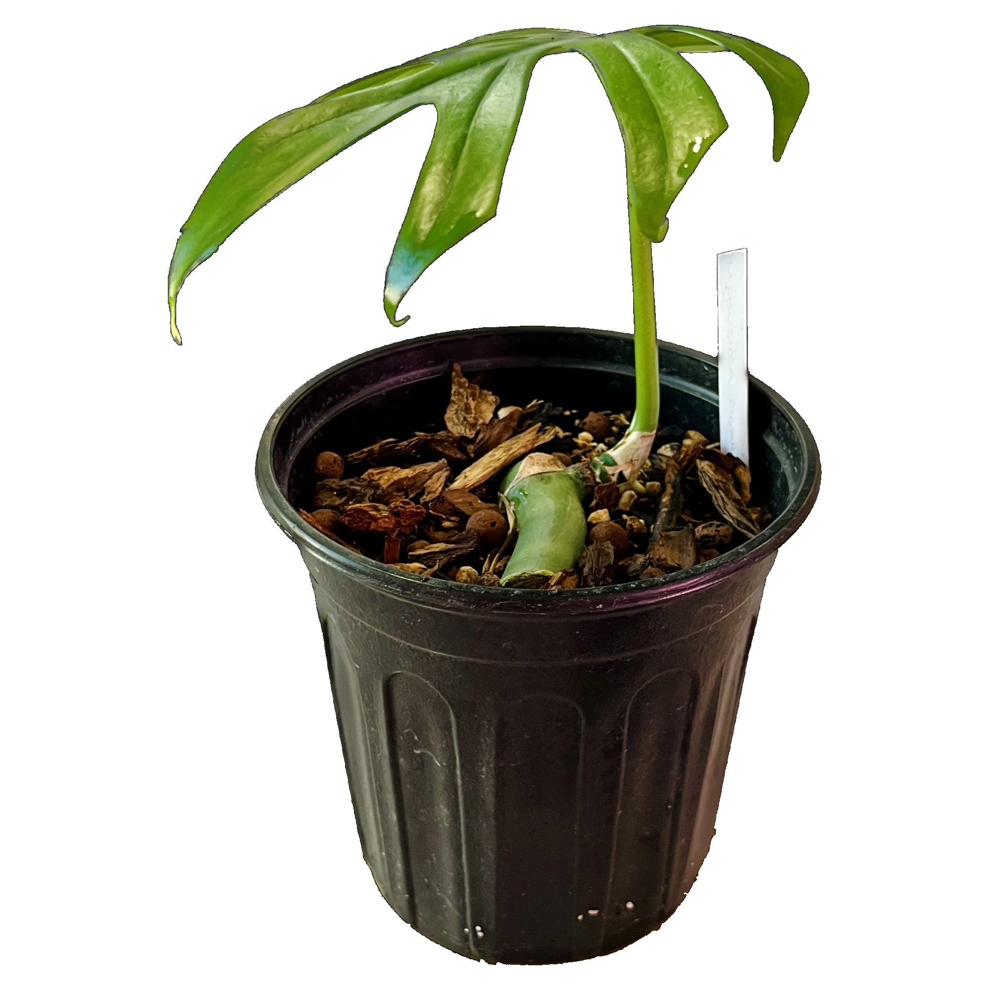 Monstera Sierrana in 1/2 Gallon pot