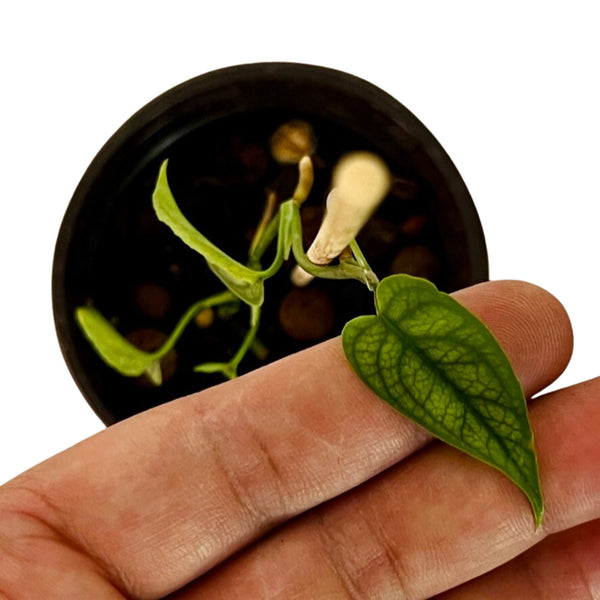 Monstera Siltepecana - Pequeña Monstera Siltepecana - Pequeña