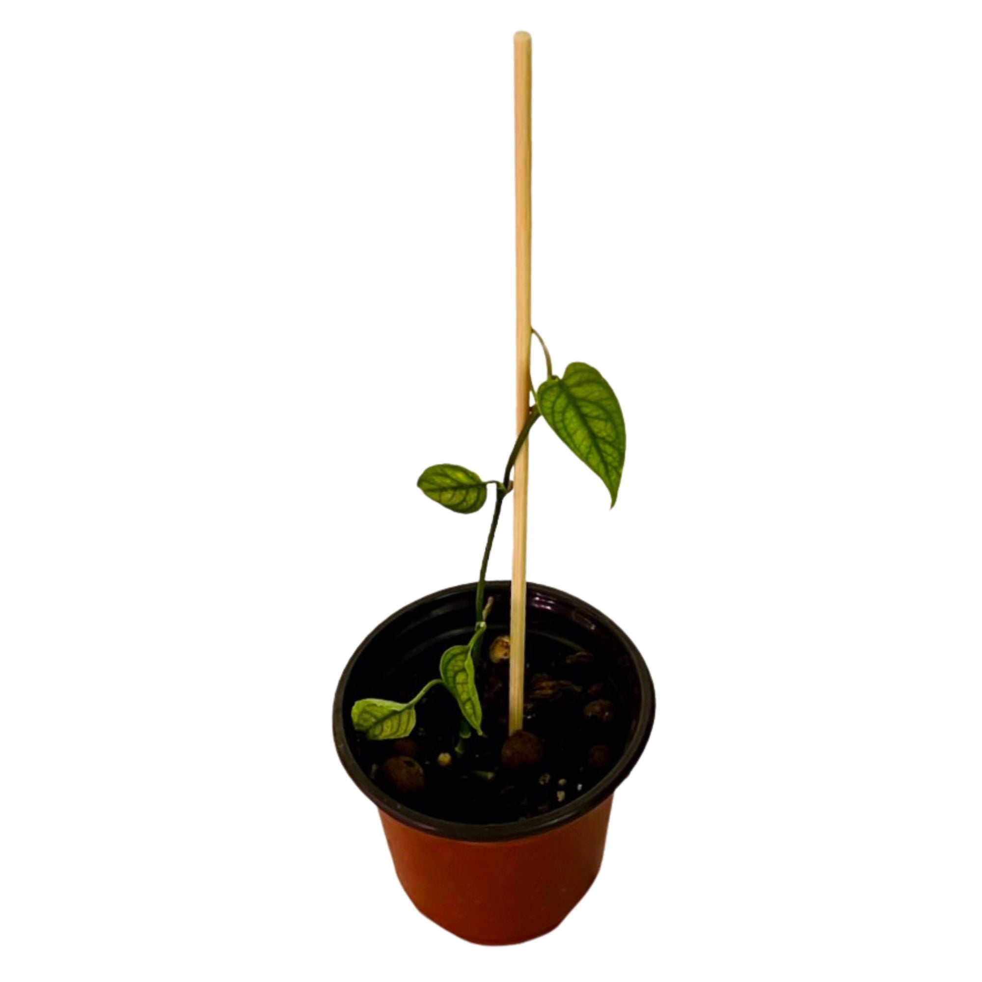 Monstera Siltepecana in 4" pot