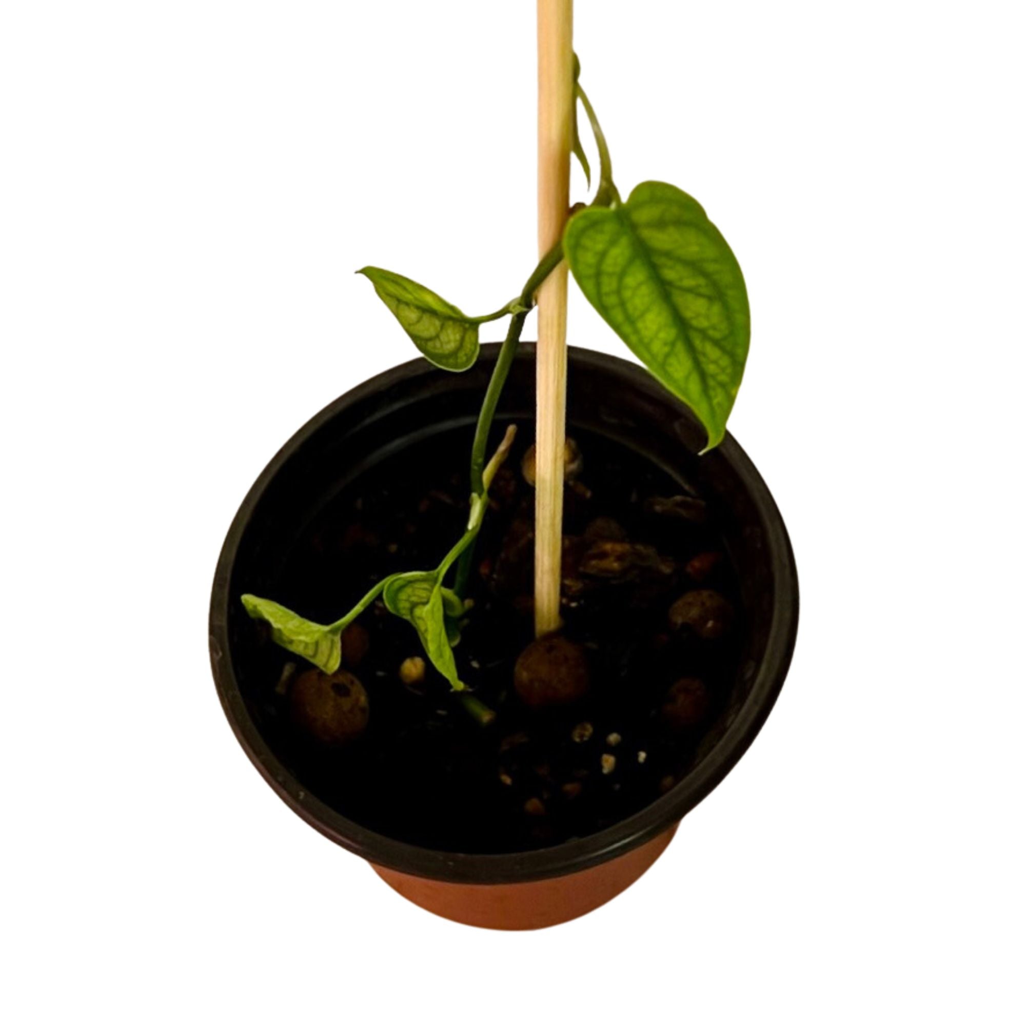 Monstera Siltepecana in 4" pot