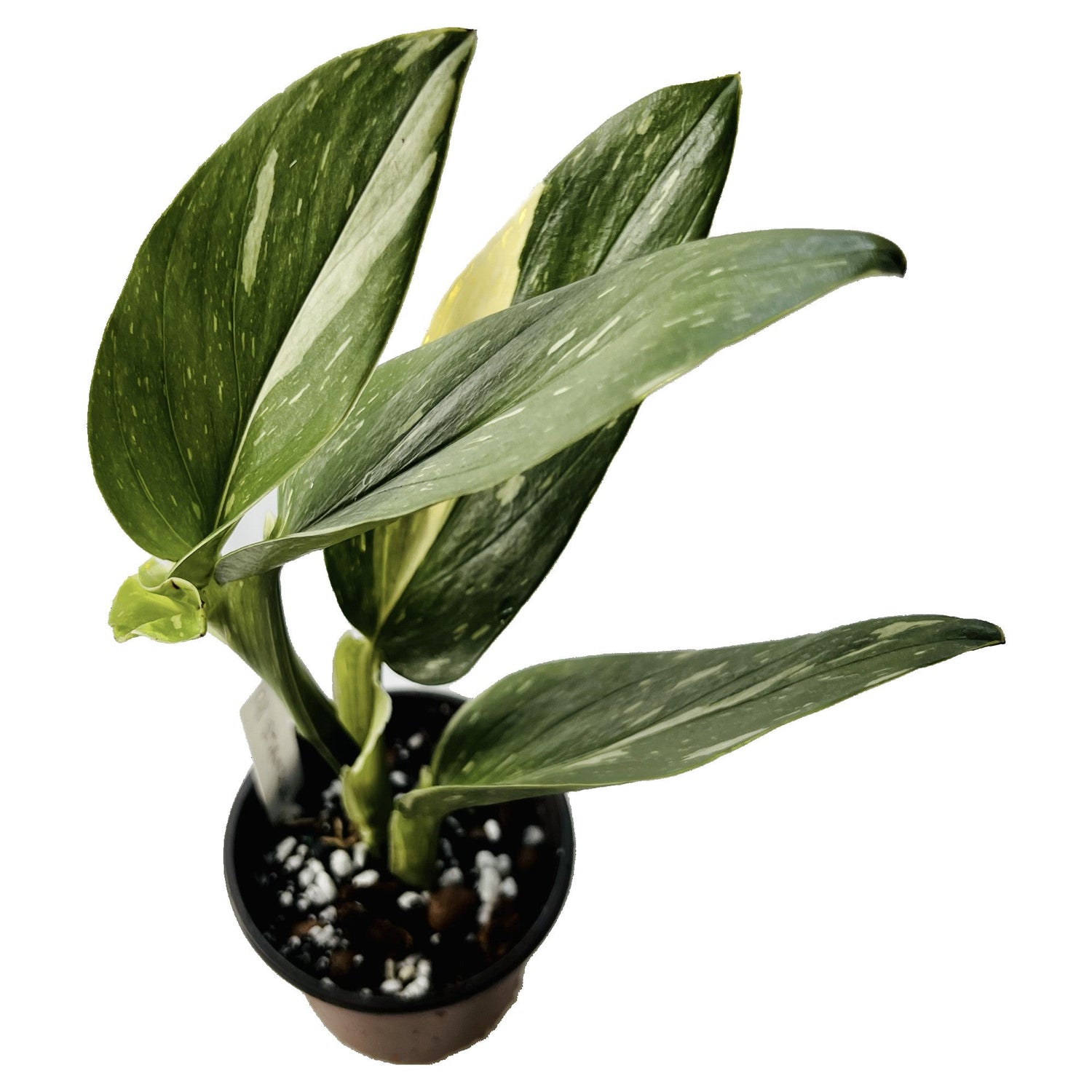 Monstera Standleyana Albo in 4" pot