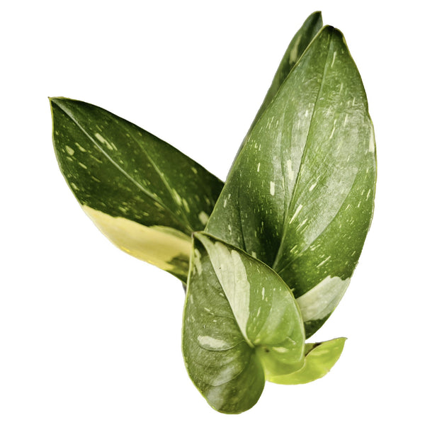 Monstera Standleyana Albo - Small Monstera Standleyana Albo - Small