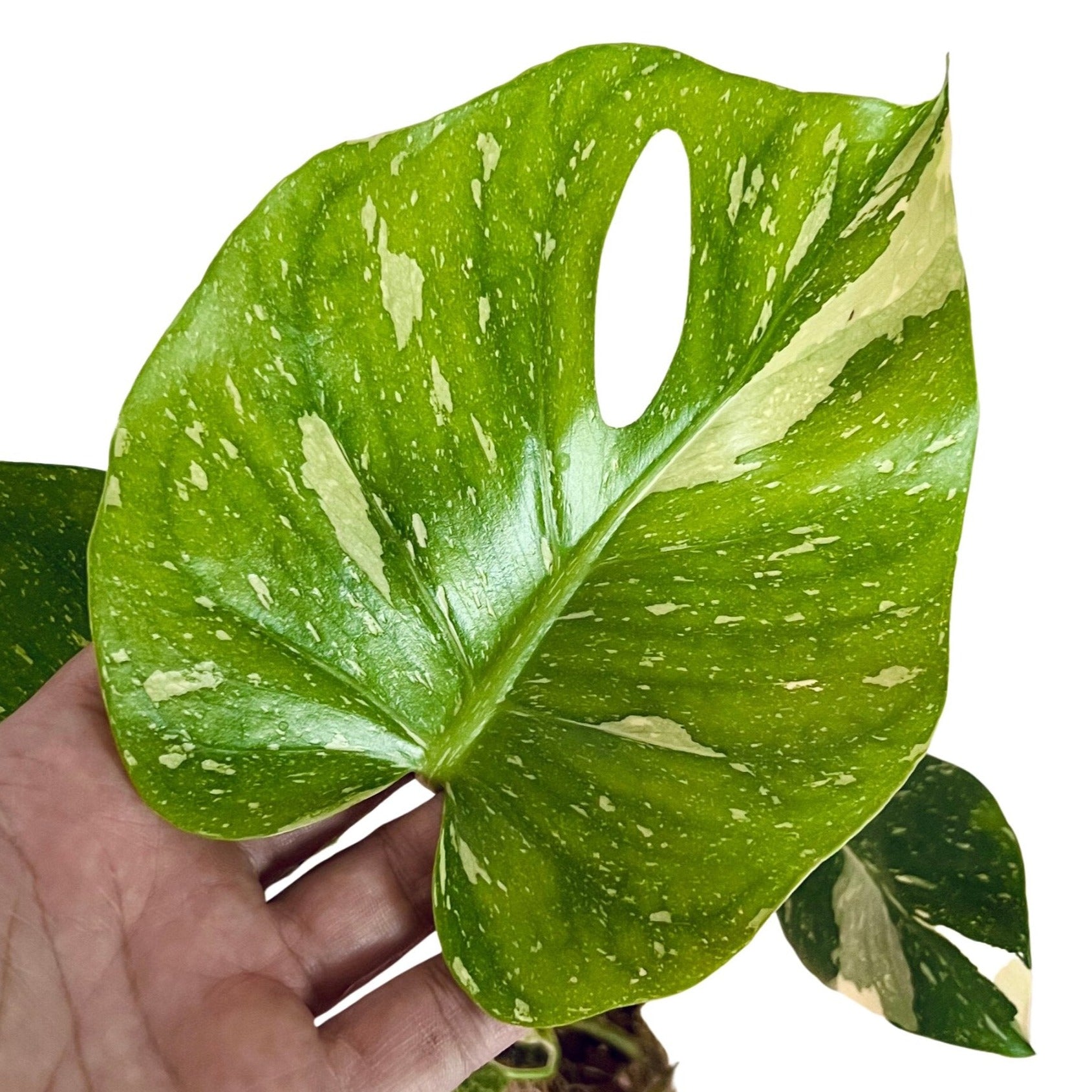 Monstera Thai Constellation in 6" pot