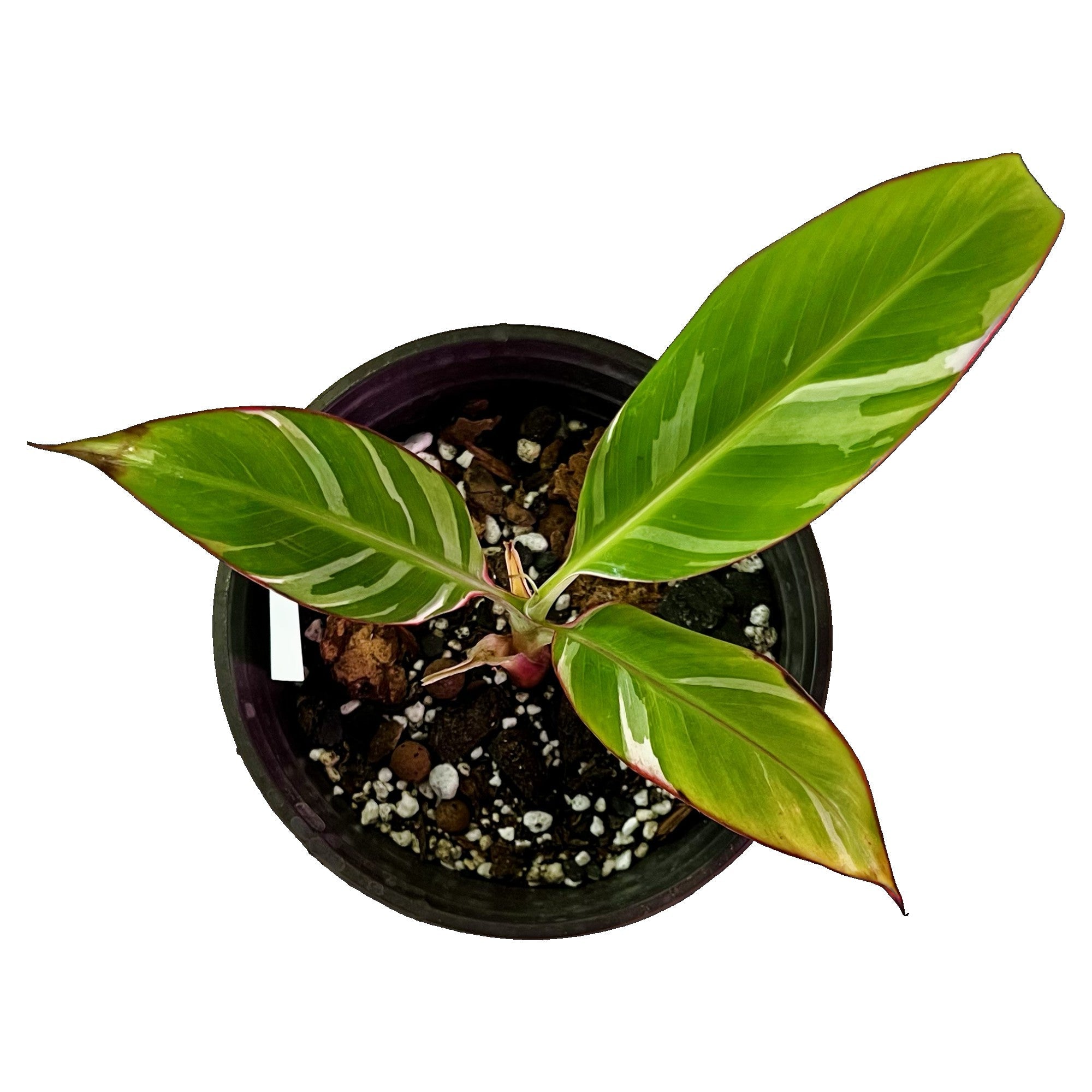 Musa Florida Variegated in 6" pot