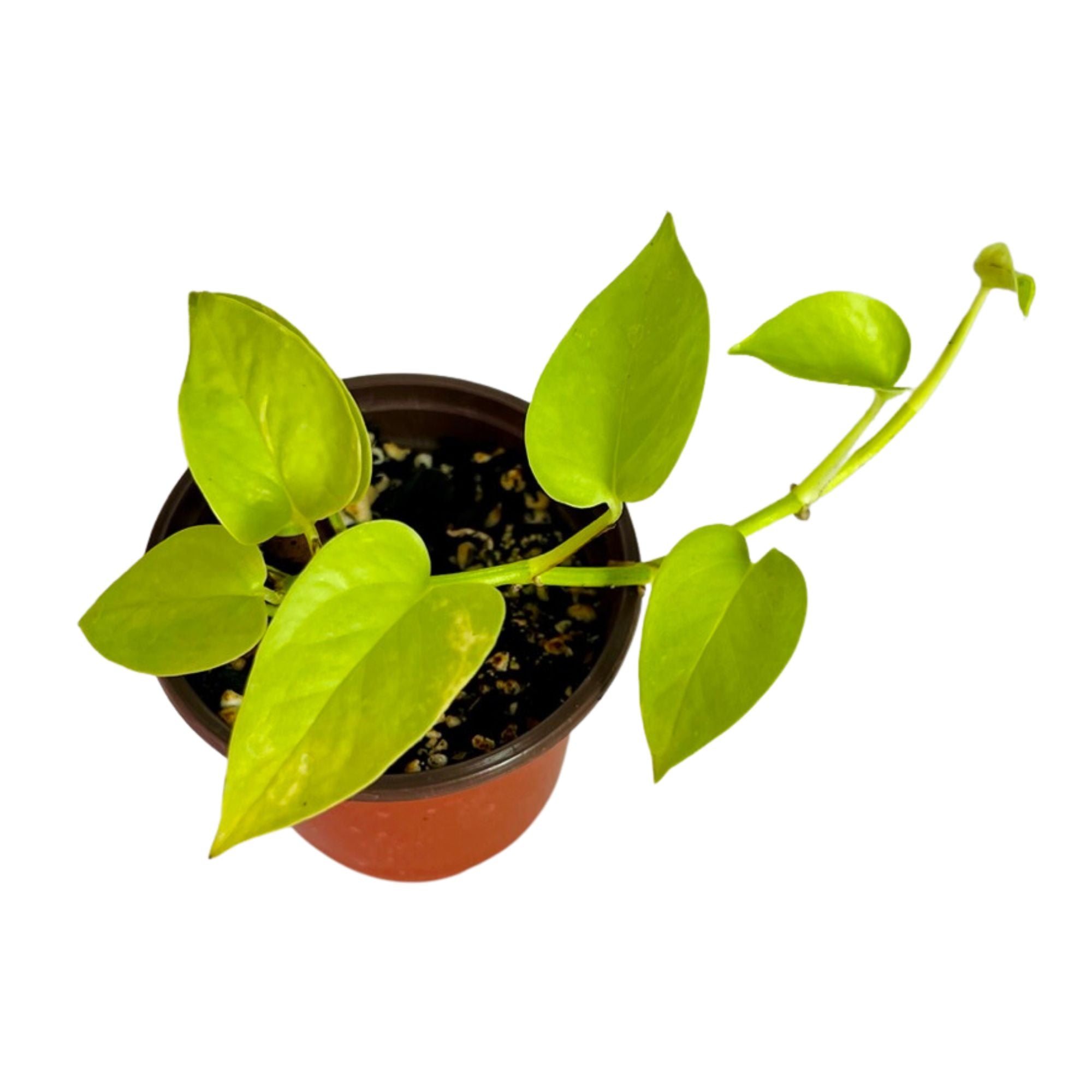 Neon Pothos in 4" pot