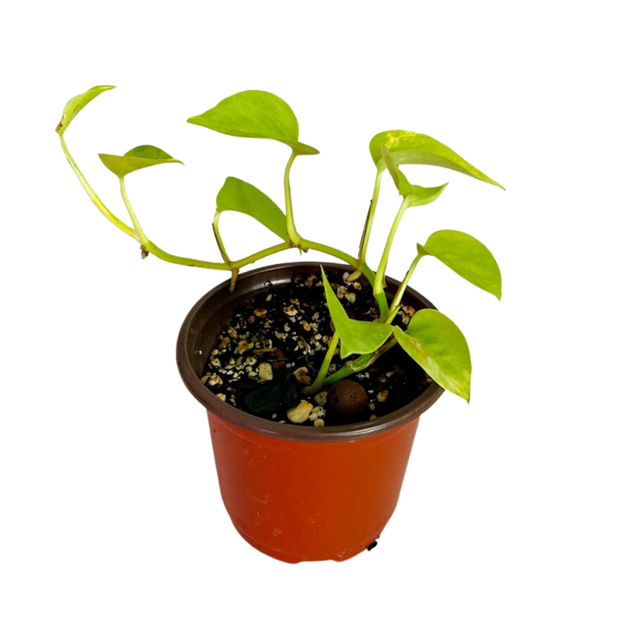 Neon Pothos in 4" pot