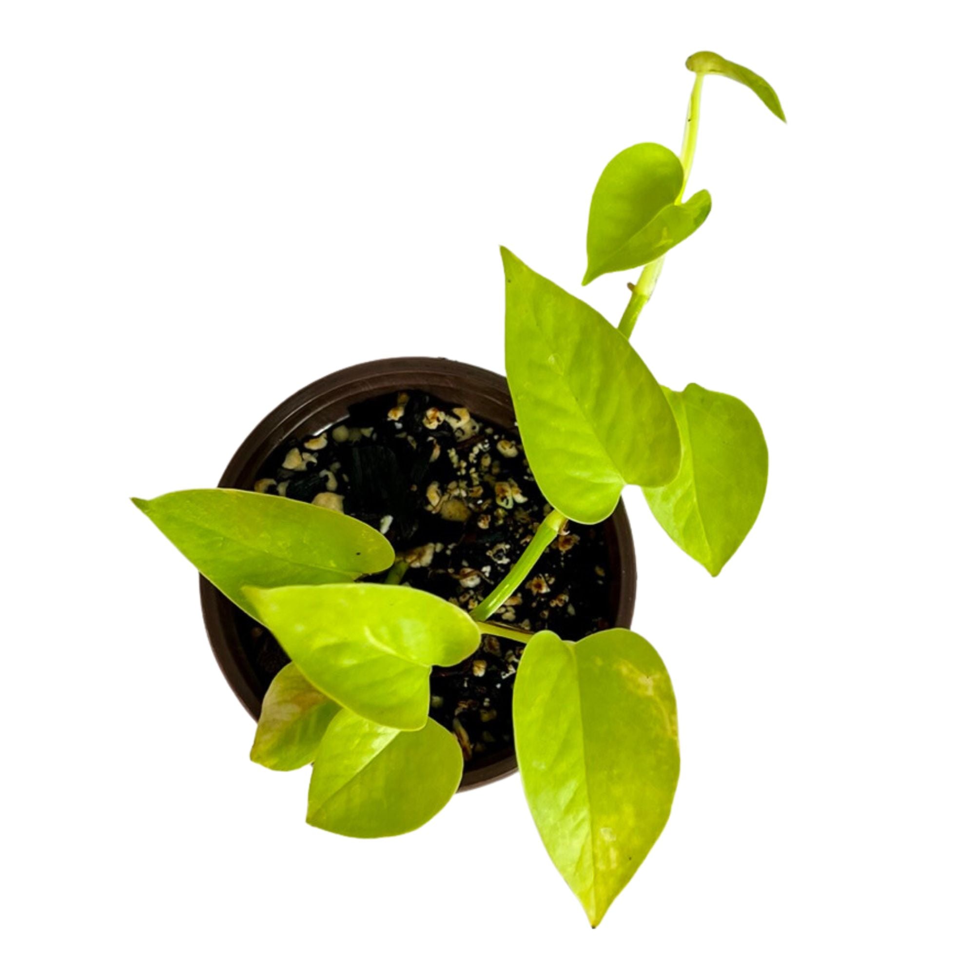Neon Pothos in 4" pot