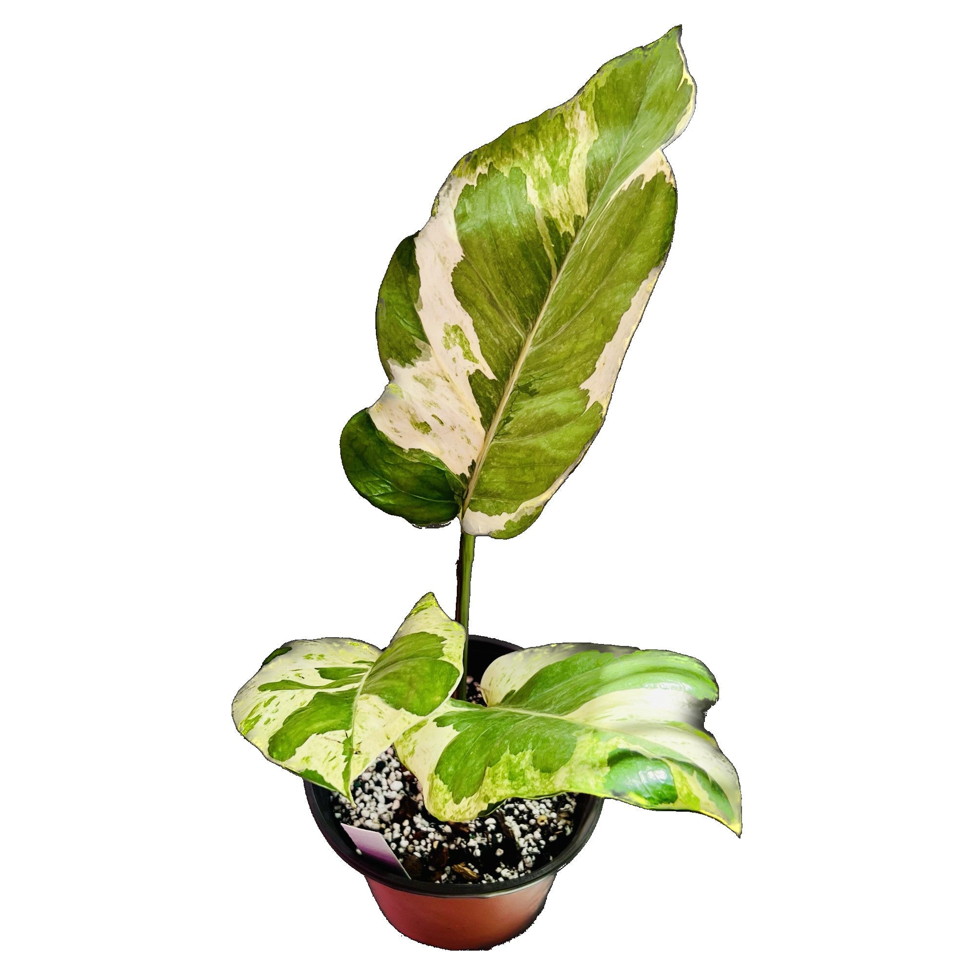 Njoy Pothos in 6" pot
