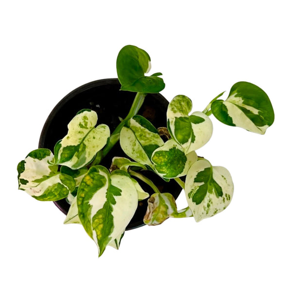 Njoy Pothos - Pequeño Njoy Pothos - Pequeño
