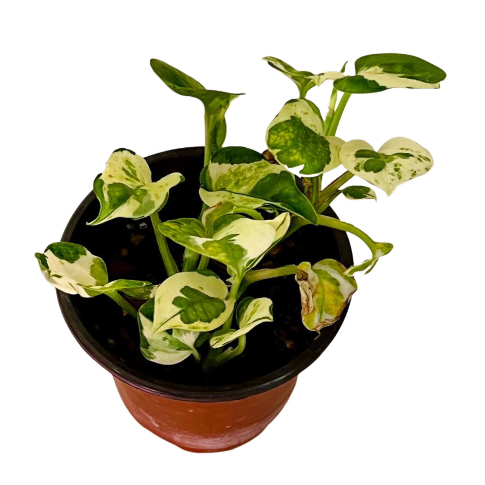Njoy Pothos in 4" pot