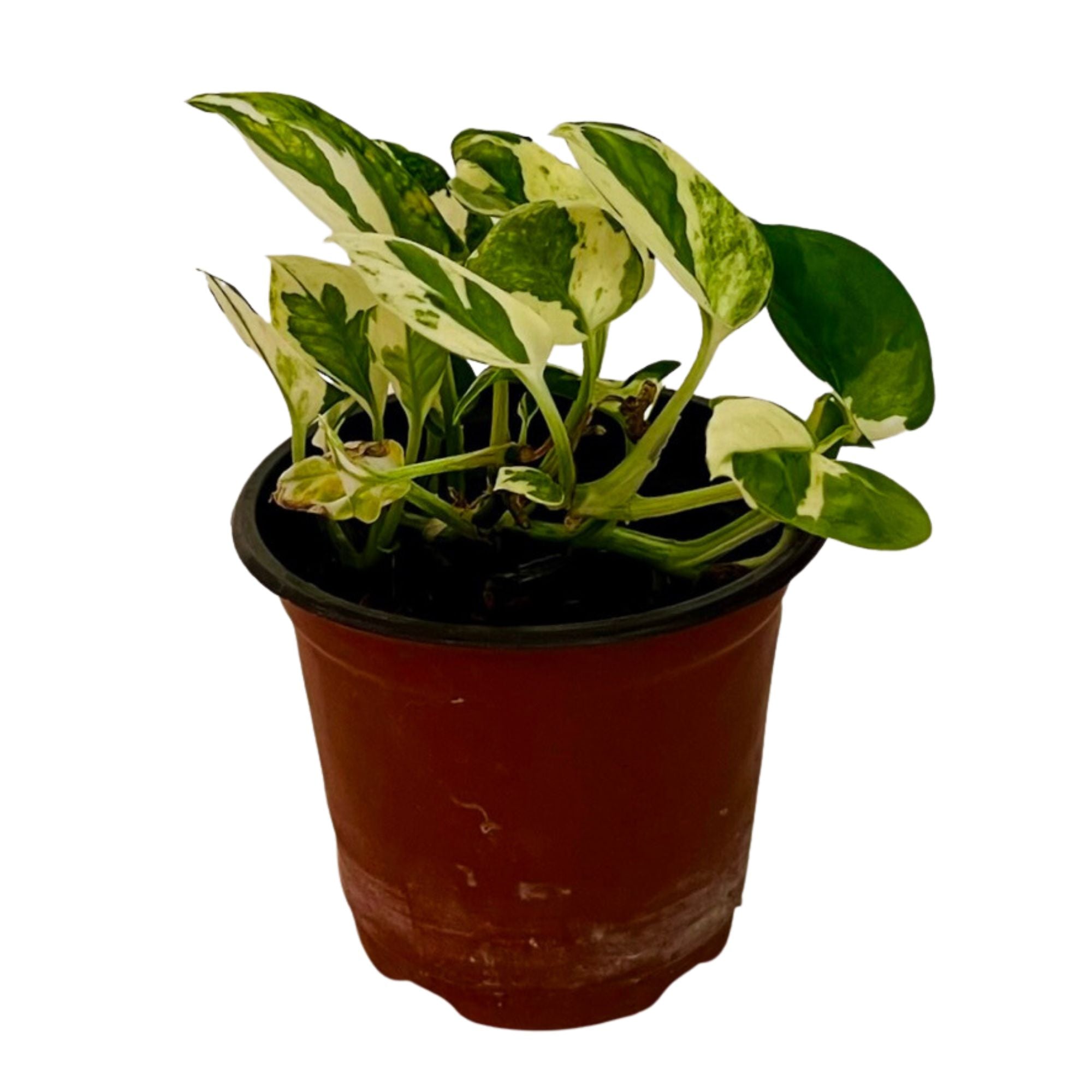Njoy Pothos in 4" pot