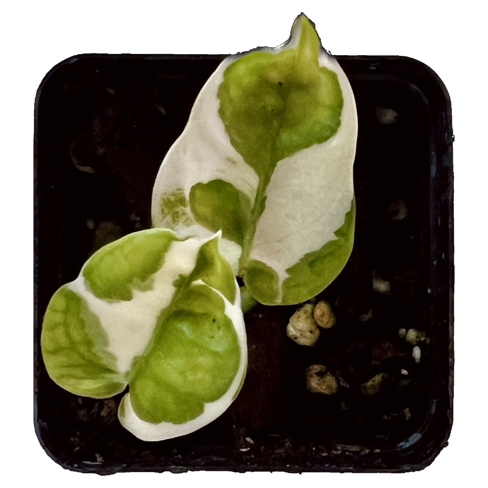Njoy Pothos in 2" pot