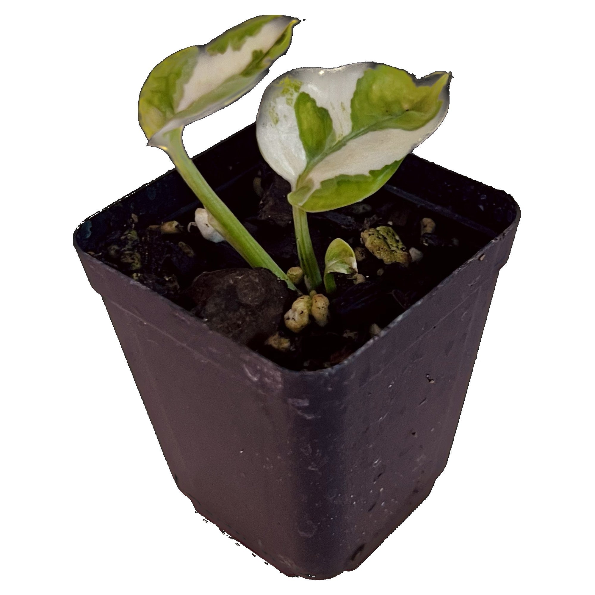 Njoy Pothos in 2" pot