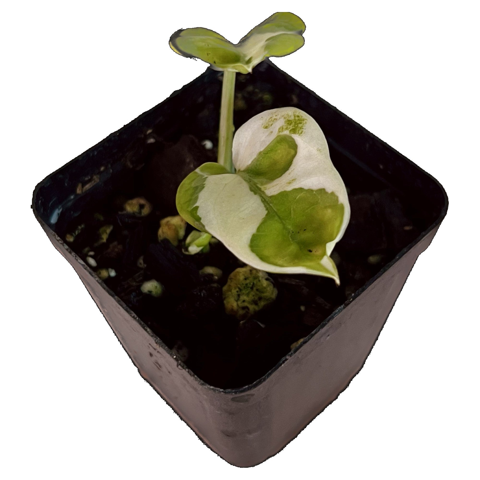 Njoy Pothos in 2" pot