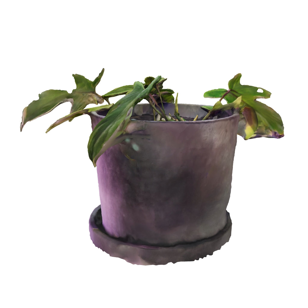 Fantasma de Philodendron Florida - Medio