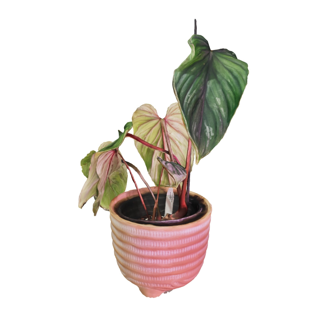 Philodendron Plowmanii - Medium