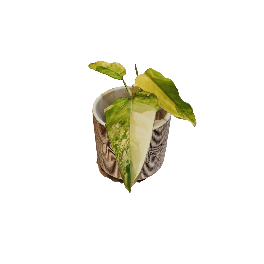 Philodendron Domesticum Variegated - Small