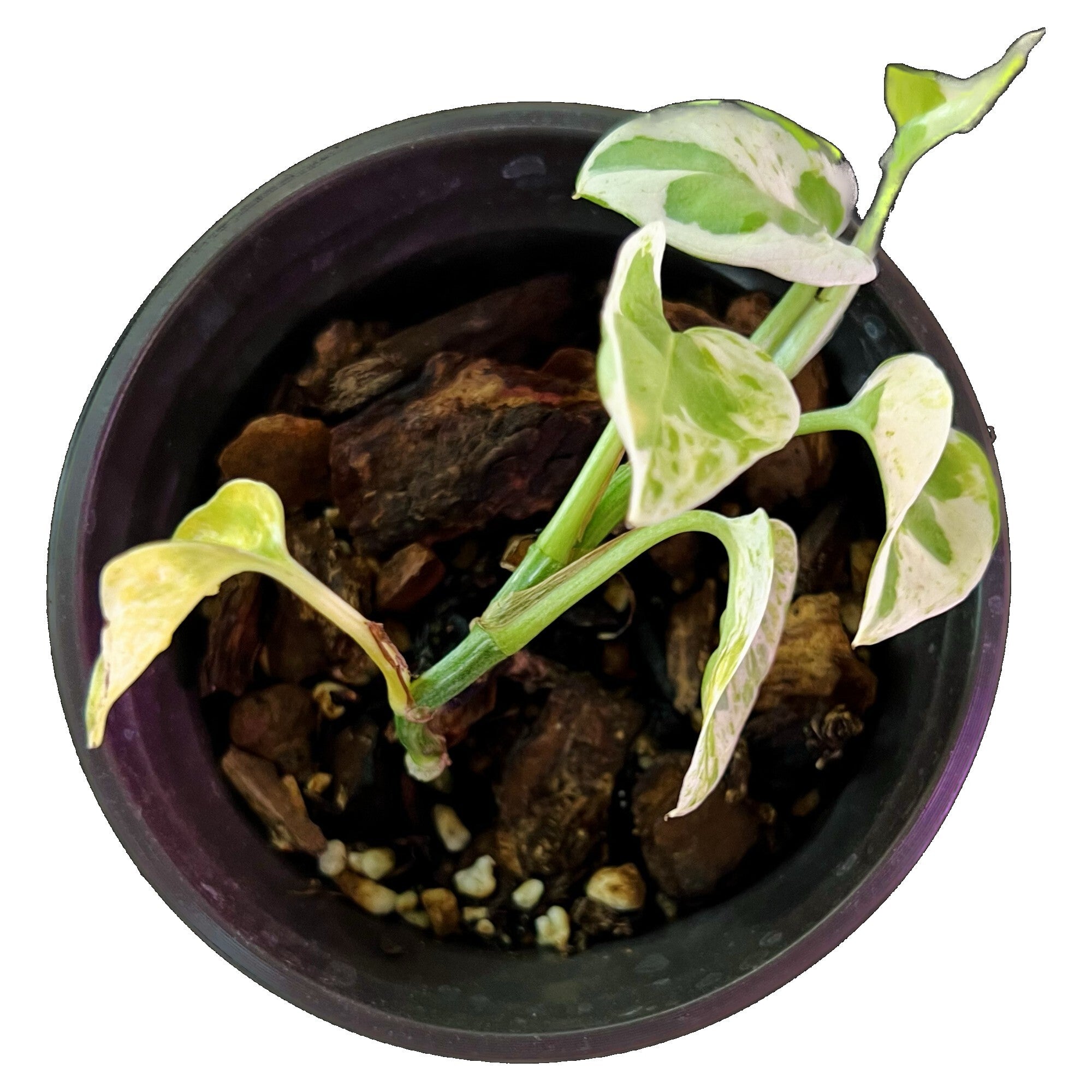 Pearls and Jade Pothos in 4" pot