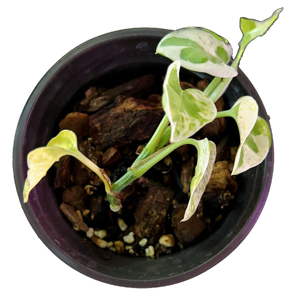 Pearls and Jade Pothos - Small Pearls and Jade Pothos - Small