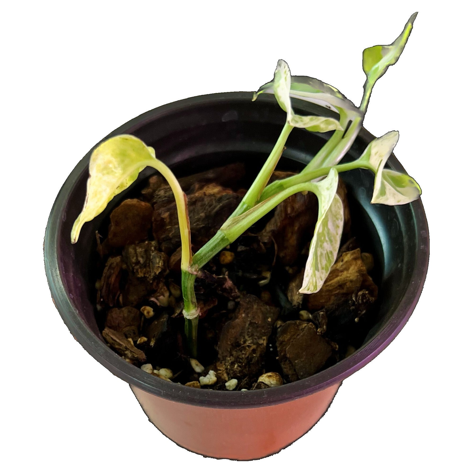 Pearls and Jade Pothos in 4" pot
