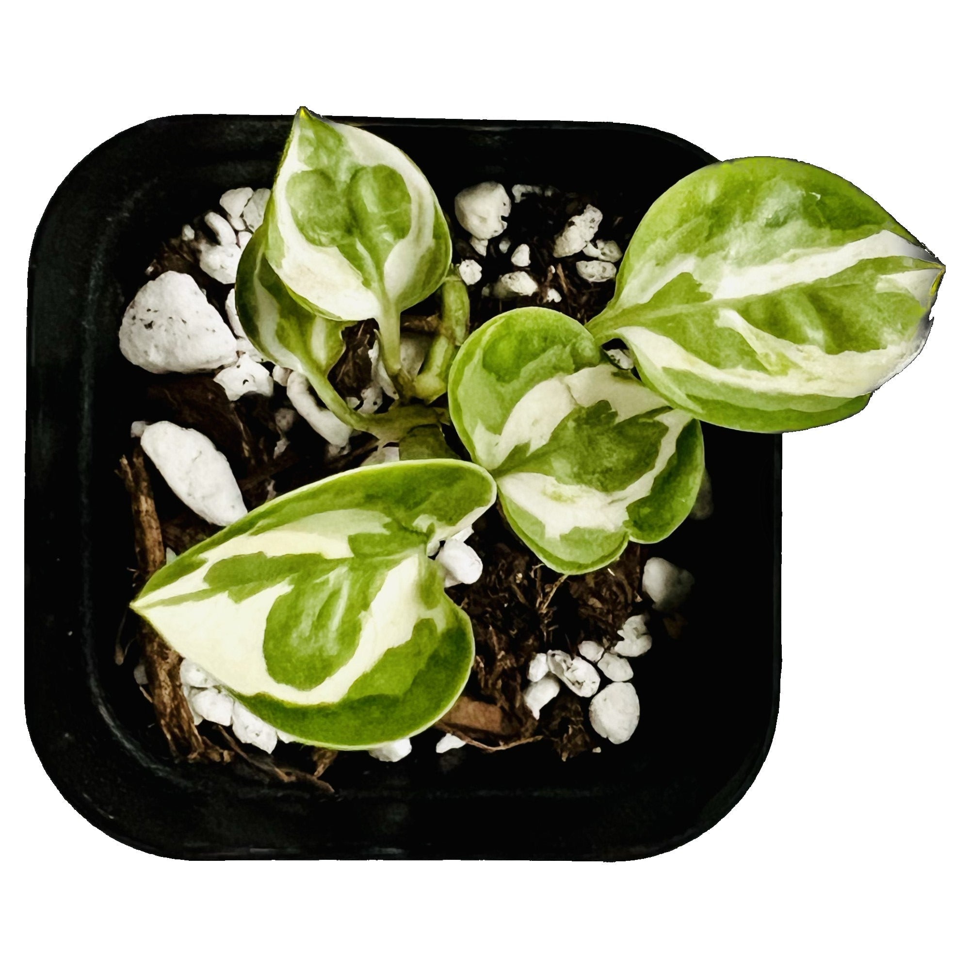 Pearls and Jade Pothos in 2" pot