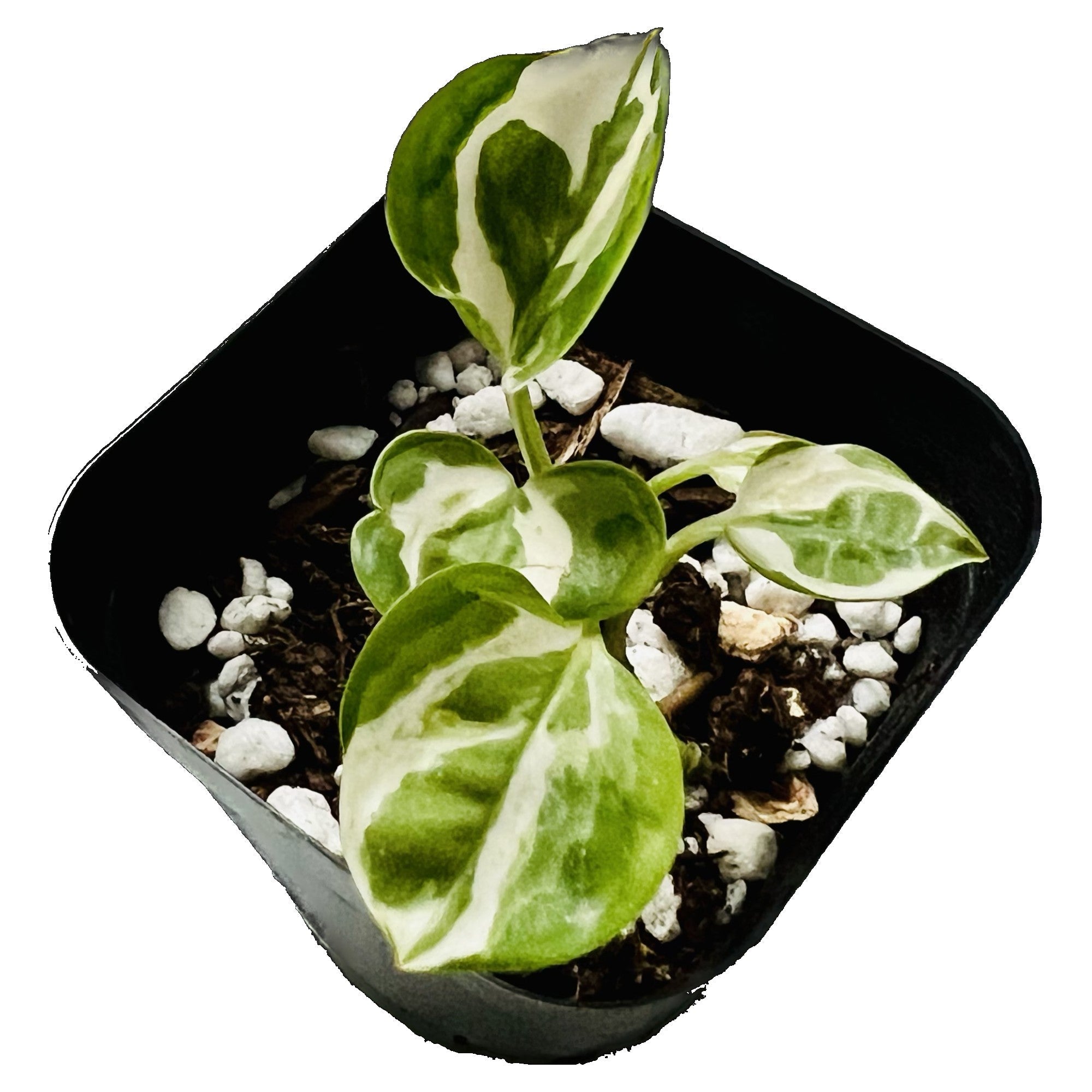 Pearls and Jade Pothos in 2" pot