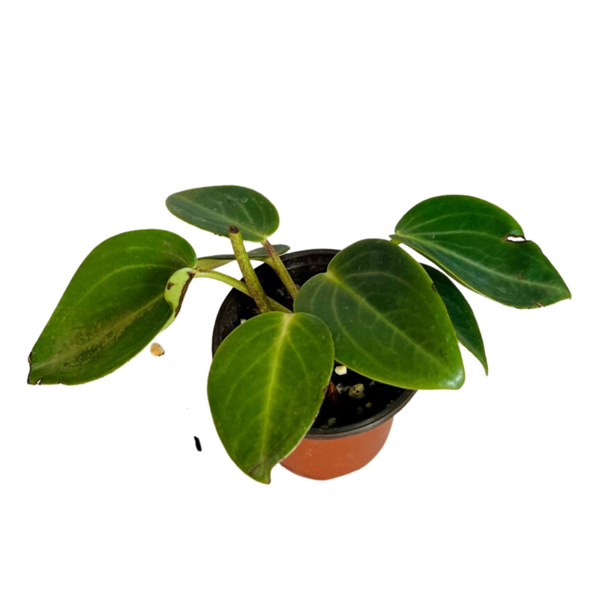Peperomia Maculosa in 4" pot