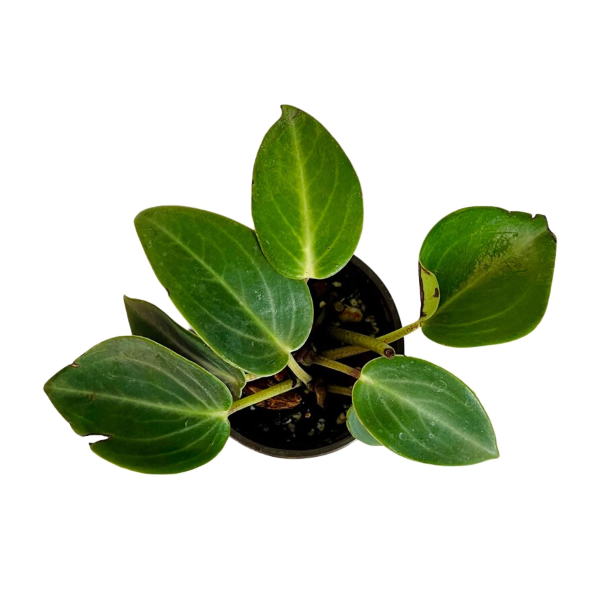 Peperomia Maculosa in 4" pot