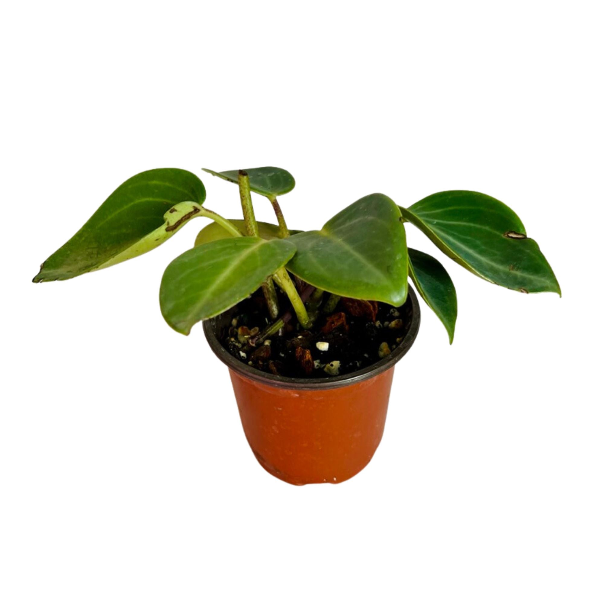 Peperomia Maculosa in 4" pot