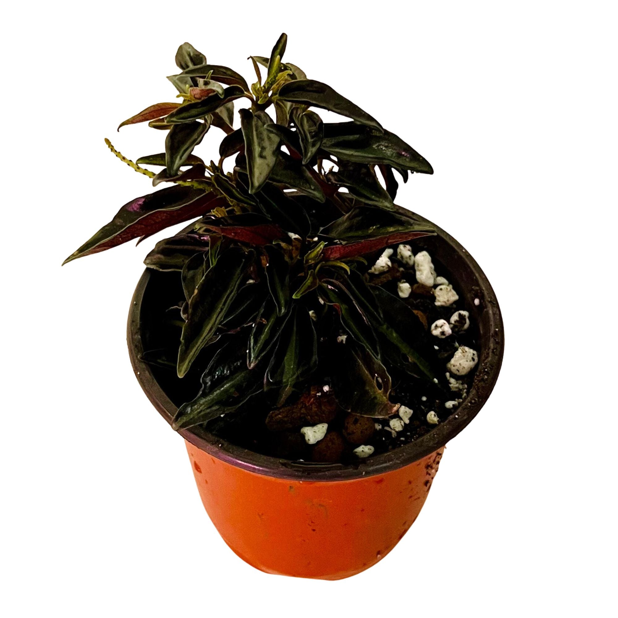 Peperomia Metallica in 4" pot